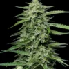 Blueberry Honey Top Cola 1