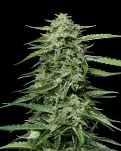 Blueberry Honey Top Cola 1