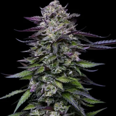 Candy Hustle | Humboldt Seed Co | FEM Photoperiod Seeds