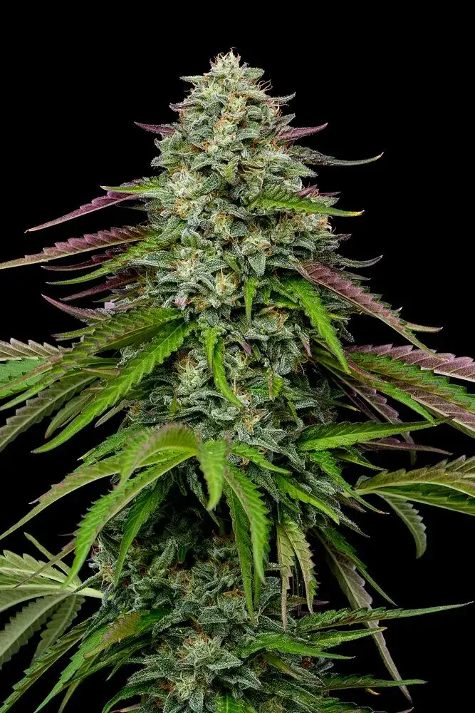 Garlic Budder Auto | Humboldt Seed Co | FEM Autoflower Seeds