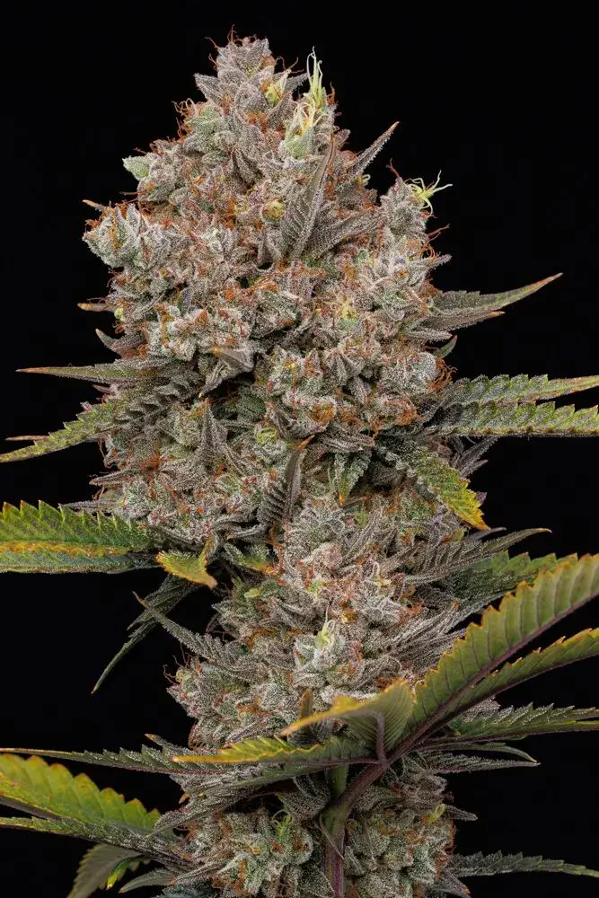 Hella Jelly Auto | Humboldt Seed Co | FEM Autoflower Seeds