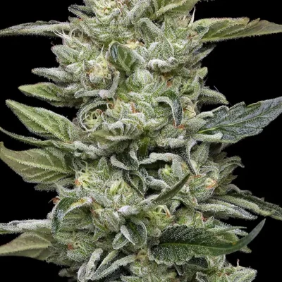 Honey Bear | Humboldt Seed Co | FEM Photoperiod Seeds