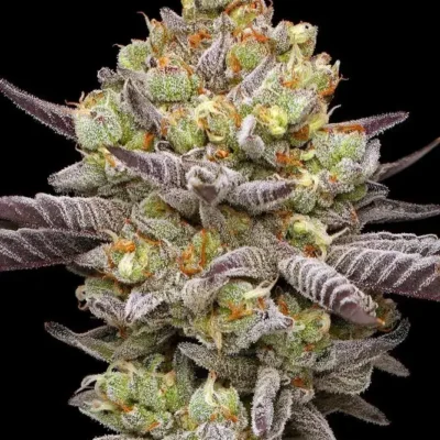 Hyper Za | Humboldt Seed Co | FEM Photoperiod Seeds