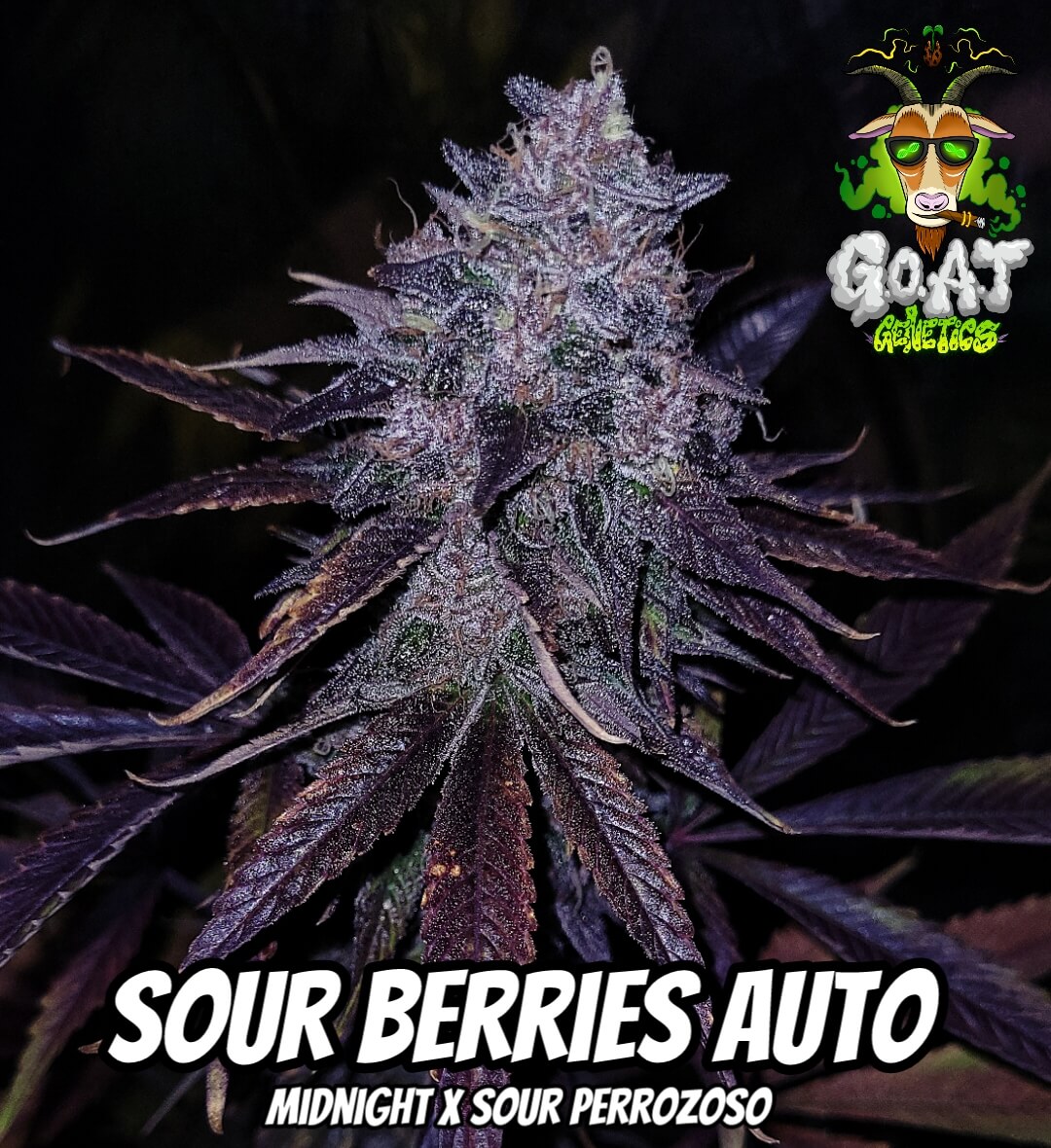 Sour Berries Auto | Goat Genetics | FEM Autoflower Seeds