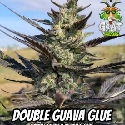 Double Guava Glue Auto | Goat Genetics | FEM Autoflower Seeds