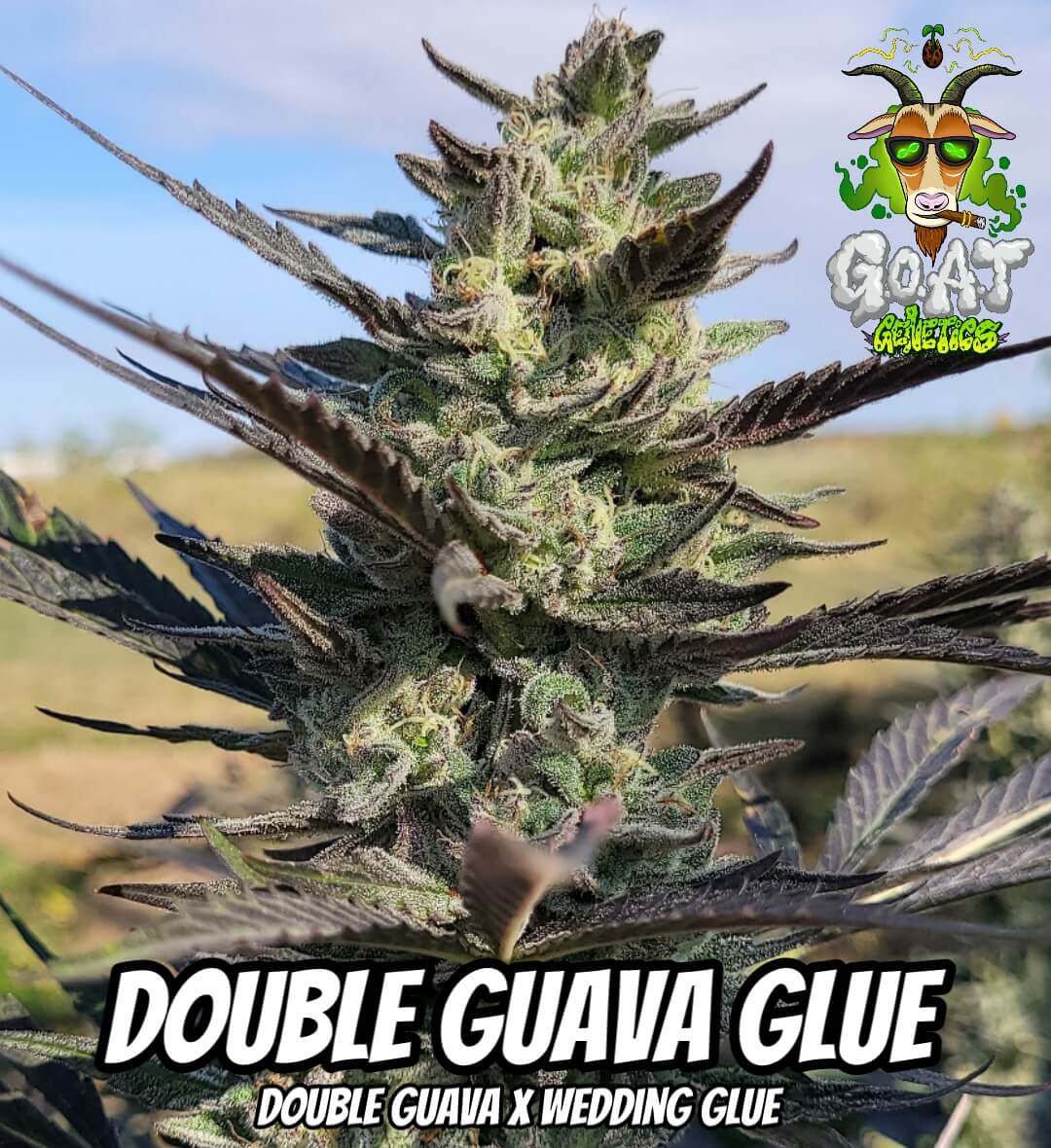 Double Guava Glue Auto | Goat Genetics | FEM Autoflower Seeds