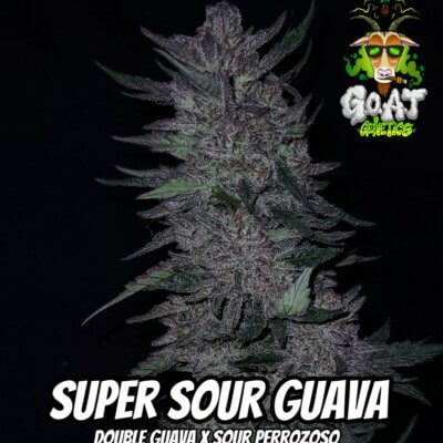 Super Sour Guava Auto | Goat Genetics | FEM Autoflower Seeds
