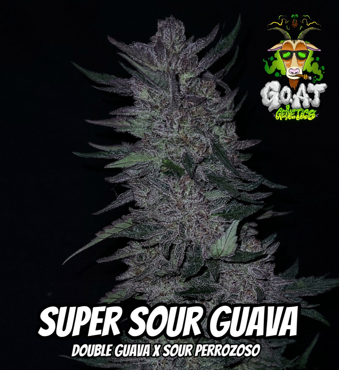 Super Sour Guava Auto | Goat Genetics | FEM Autoflower Seeds