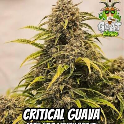Critical Guava Auto | Goat Genetics | FEM Autoflower Seeds