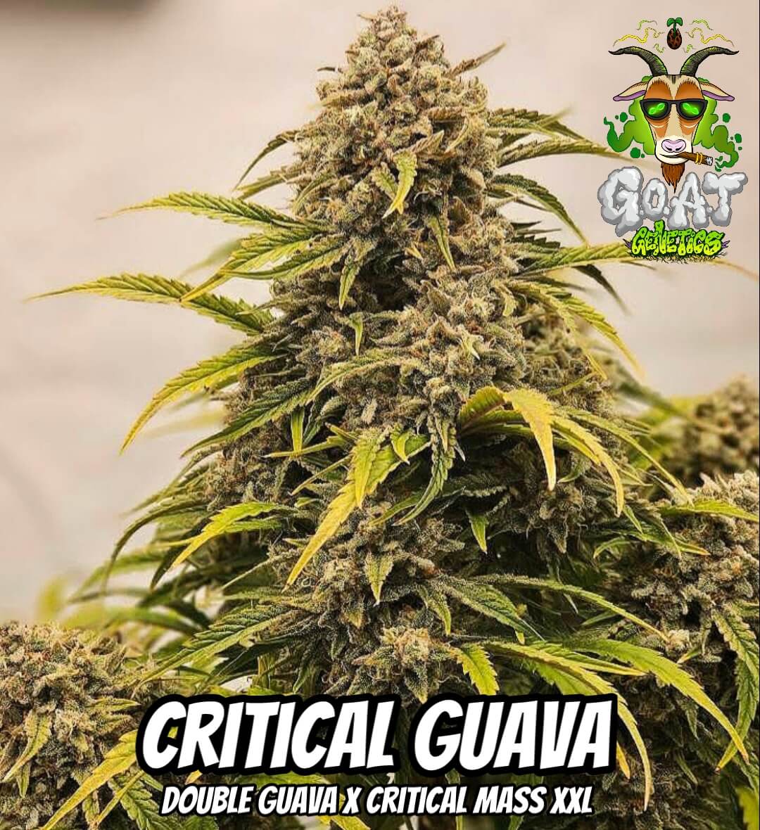 Critical Guava Auto | Goat Genetics | FEM Autoflower Seeds