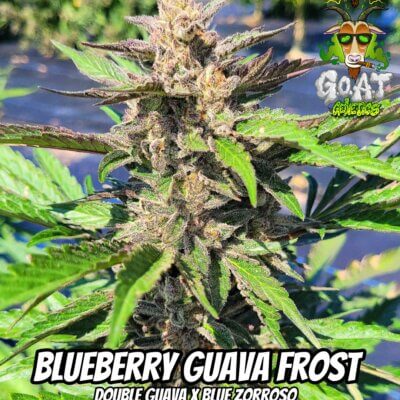 Blueberry Guava Frost Auto | Goat Genetics | FEM Autoflower Seeds