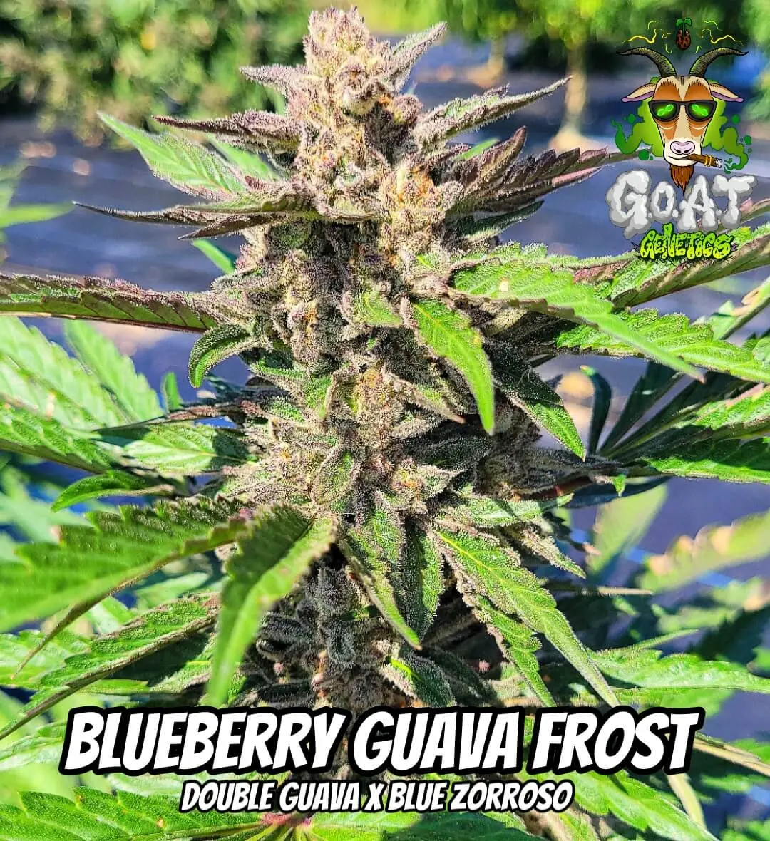 Blueberry Guava Frost Auto | Goat Genetics | FEM Autoflower Seeds