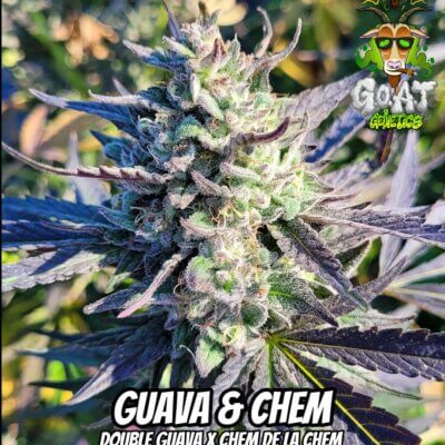 Guava N Chem Auto | Goat Genetics | FEM Autoflower Seeds