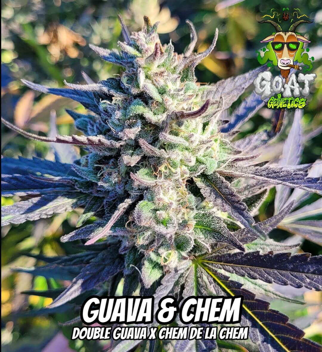 Guava N Chem Auto | Goat Genetics | FEM Autoflower Seeds