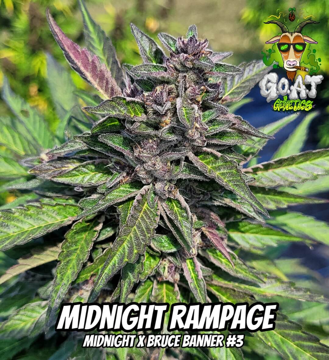 Midnight Rampage Auto | Goat Genetics | FEM Autoflower Seeds