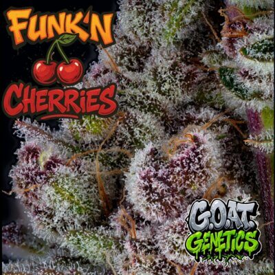 Funkin Cherries | Goat Genetics | FEM Photoperiod Seeds