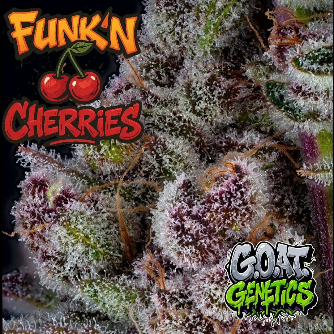 Funkin Cherries | Goat Genetics | FEM Photoperiod Seeds