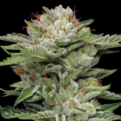 V Auto | Humboldt Seed Co | FEM Autoflower Seeds