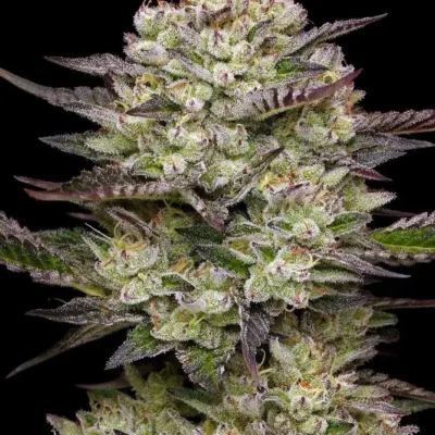 Puff Pastry | Humboldt Seed Co | FEM Photoperiod Seeds