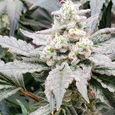 2x  Atomic Jelly - In House Freebies