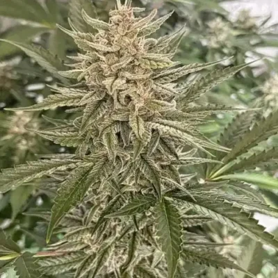 3x Mothman - Gnome Automatics