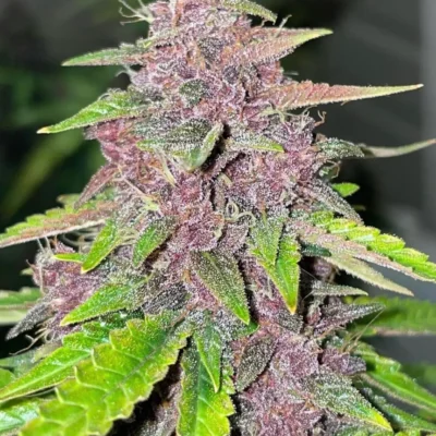 3x Alien Moon Rocks - Twisted Tree