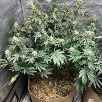 3x Bifrost - In House Genetics