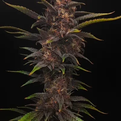 3x Black Strap - Gnome Automatics