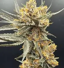 3x Cherry Whip - In House Genetics