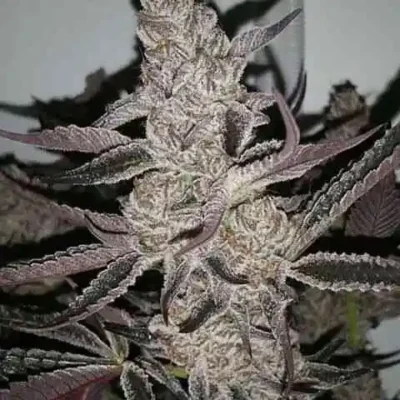 3x Crystal Cookies V2 - In House Genetics