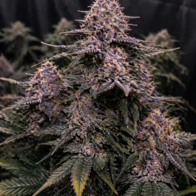 3x Da Funk - In House Genetics