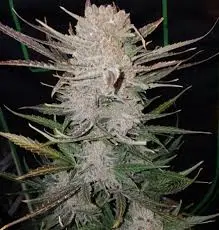 3x Dawg Bone Auto - Butterbean Birdseed