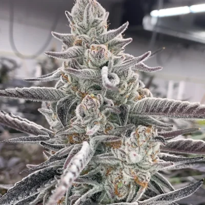 3x Divine Gelato 3 x Sluricane - In House Genetics