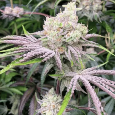 3x Gasper - In House Genetics