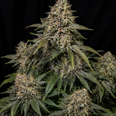 3x  High Voltage - In House Genetics