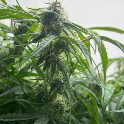 3x Jimmy Jacks - Twisted Tree