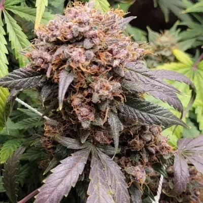 3x Orange Bubblegum - Twisted Tree