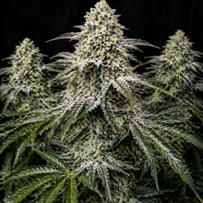 3x Platnium Skunk - In House Genetics