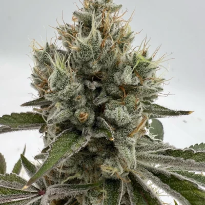 3x Tahoe Snow - In House Genetics