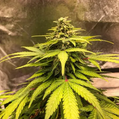 5x The Forge - Gnome Automatics