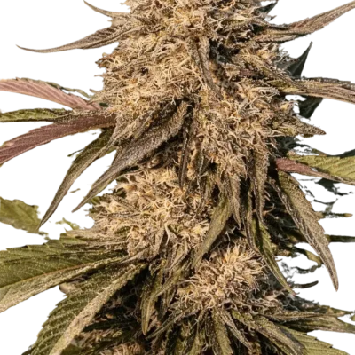 Atomic Burn Auto | Multiverse Genetics | FEM Autoflower Seeds