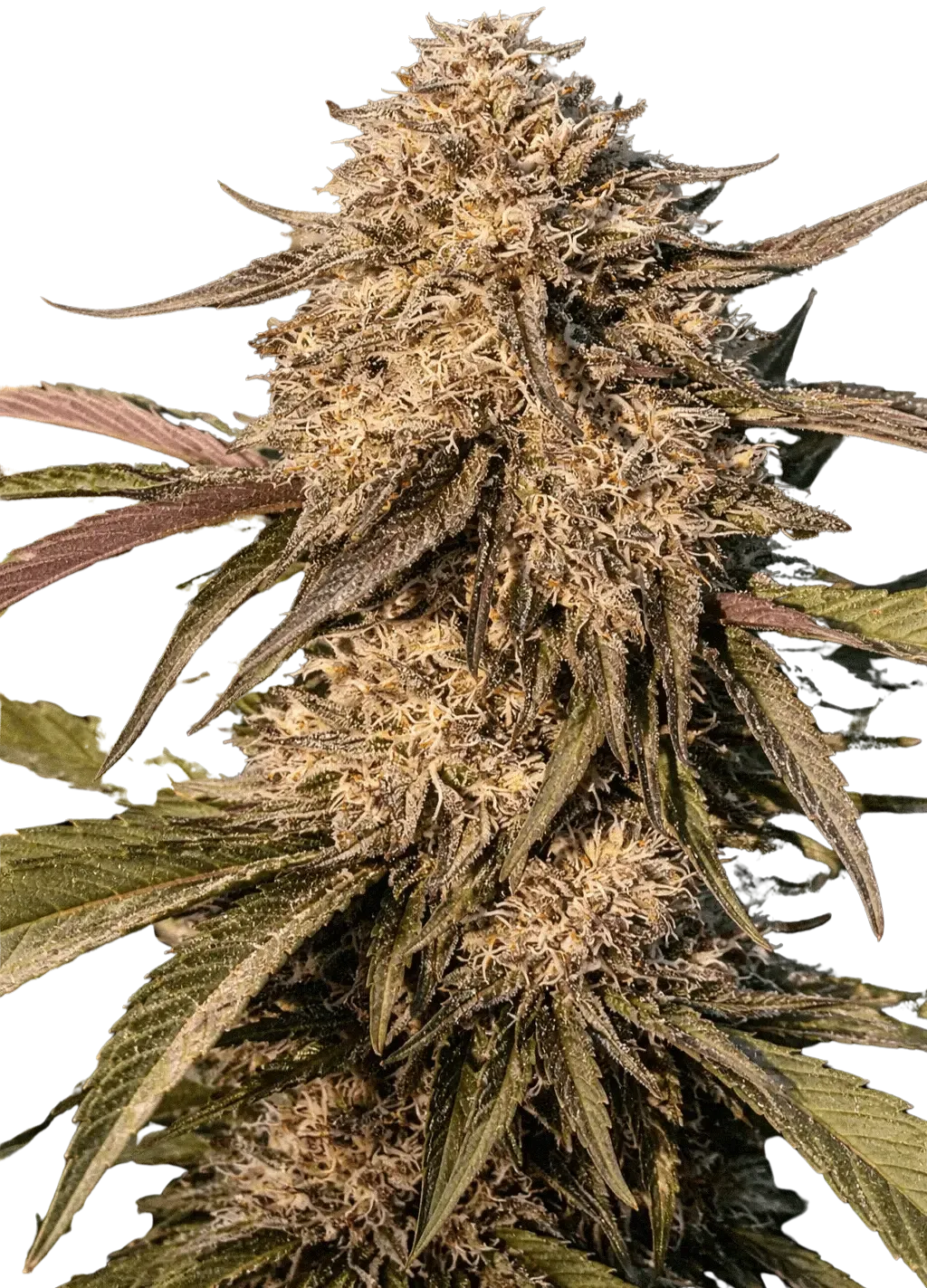 Atomic Burn Auto | Multiverse Genetics | FEM Autoflower Seeds