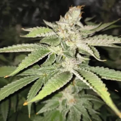 3x Black Chery Twist - In House Genetics