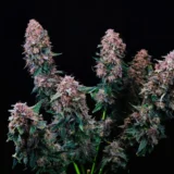 Cherry Kush Auto