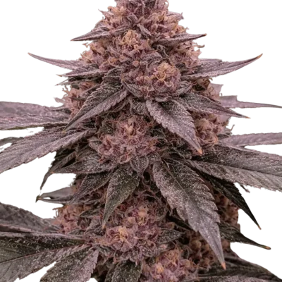 Dawn Collapse | Multiverse Genetics | FEM Photoperiod Seeds