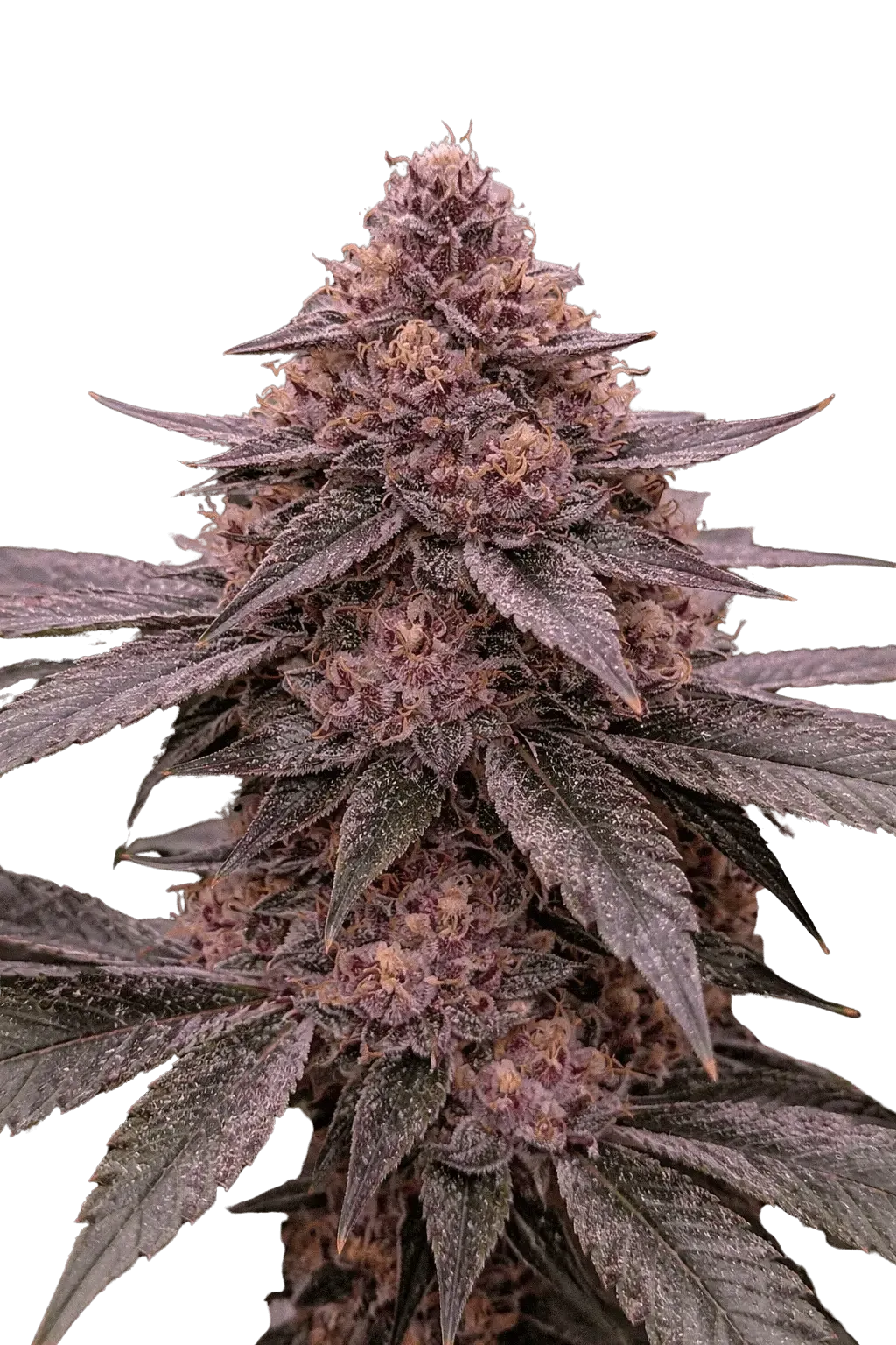 Dawn Collapse | Multiverse Genetics | FEM Photoperiod Seeds