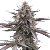 9x Eclipse Harvest | Multiverse Genetics | FEM Photoperiod Seeds