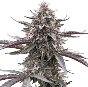 9x Eclipse Harvest | Multiverse Genetics | FEM Photoperiod Seeds