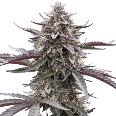 Eclipse Harvest | Multiverse Genetics | FEM Photoperiod Seeds