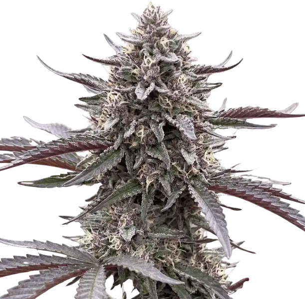 9x Eclipse Harvest | Multiverse Genetics | FEM Photoperiod Seeds